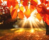 Fall-Nature-HD-Wallpaper-2